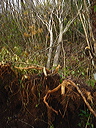 dsc00459